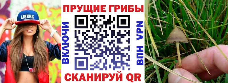 как найти наркотики  Ставрополь  Псилоцибиновые грибы GOLDEN TEACHER 